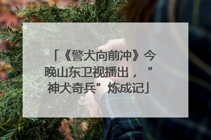 《警犬向前冲》今晚山东卫视播出，“神犬奇兵”炼成记