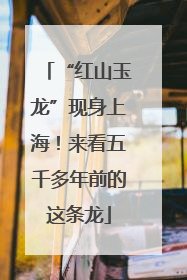 “红山玉龙”现身上海！来看五千多年前的这条龙
