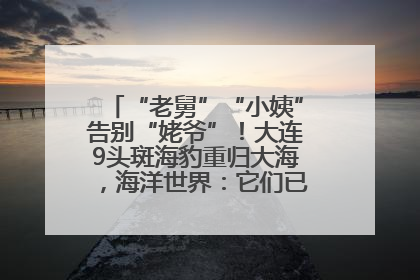 “老舅”“小姨”告别“姥爷”！大连9头斑海豹重归大海，海洋世界：它们已具备野外生存能力