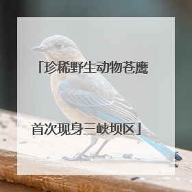 珍稀野生动物苍鹰首次现身三峡坝区