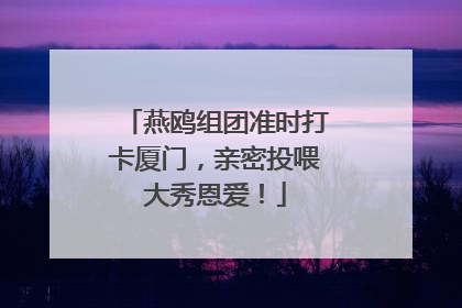 燕鸥组团准时打卡厦门，亲密投喂大秀恩爱！