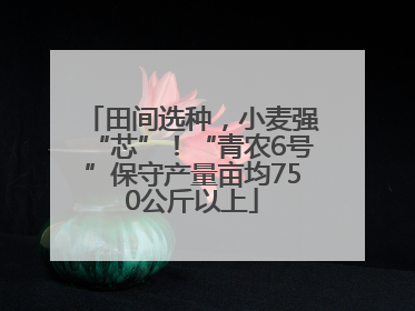 田间选种，小麦强“芯”！“青农6号”保守产量亩均750公斤以上