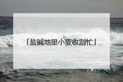盐碱地里小麦收割忙
