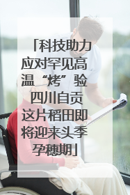 科技助力应对罕见高温“烤”验 四川自贡这片稻田即将迎来头季孕穗期