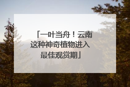 一叶当舟！云南这种神奇植物进入最佳观赏期