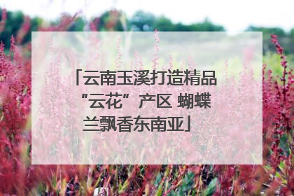 云南玉溪打造精品“云花”产区 蝴蝶兰飘香东南亚