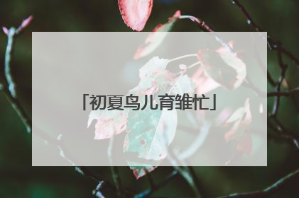 初夏鸟儿育雏忙