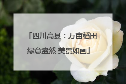 四川高县：万亩稻田绿意盎然 美景如画
