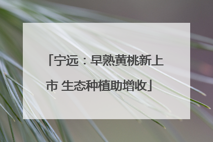 宁远：早熟黄桃新上市 生态种植助增收