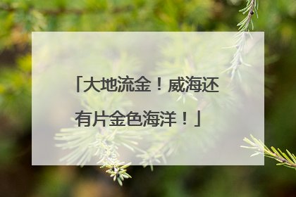 大地流金！威海还有片金色海洋！