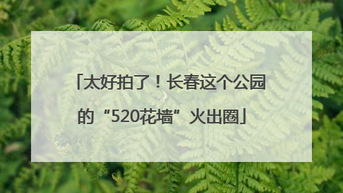太好拍了！长春这个公园的“520花墙”火出圈