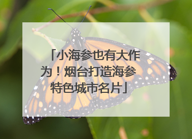 小海参也有大作为！烟台打造海参特色城市名片