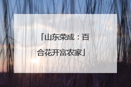 山东荣成：百合花开富农家