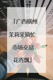 广西横州茉莉采摘忙 市场交易花香飘