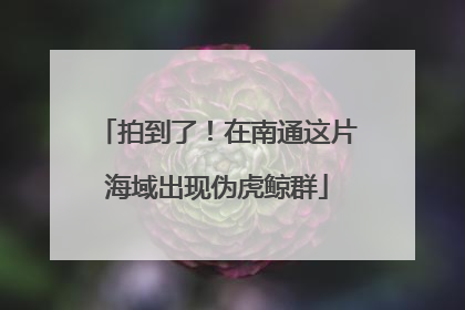 拍到了！在南通这片海域出现伪虎鲸群