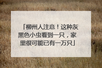 柳州人注意！这种灰黑色小虫看到一只，家里很可能已有一万只
