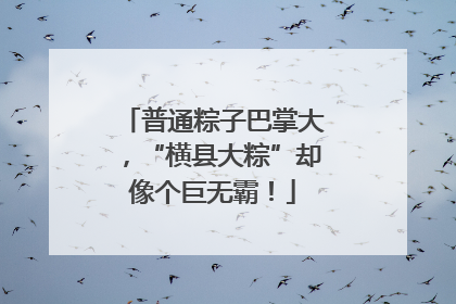 普通粽子巴掌大，“横县大粽”却像个巨无霸！