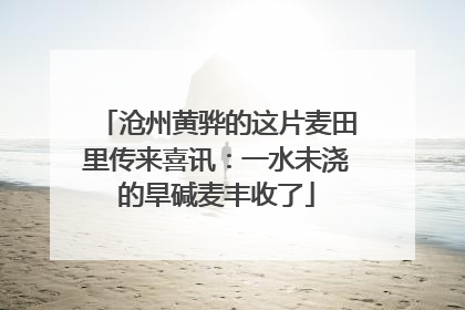 沧州黄骅的这片麦田里传来喜讯：一水未浇的旱碱麦丰收了