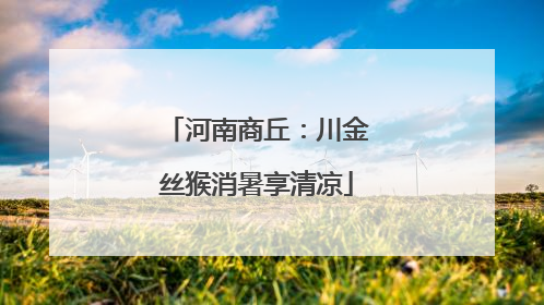 河南商丘：川金丝猴消暑享清凉