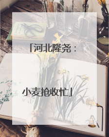 河北隆尧：小麦抢收忙