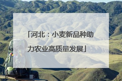 河北：小麦新品种助力农业高质量发展