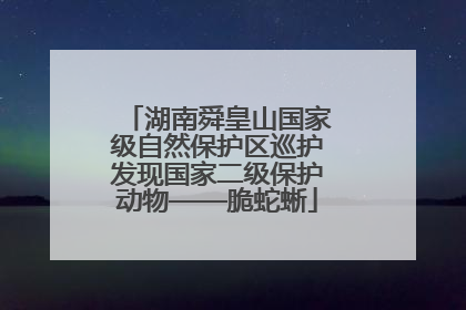湖南舜皇山国家级自然保护区巡护发现国家二级保护动物——脆蛇蜥