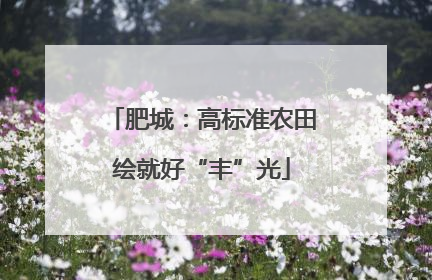 肥城：高标准农田绘就好“丰”光