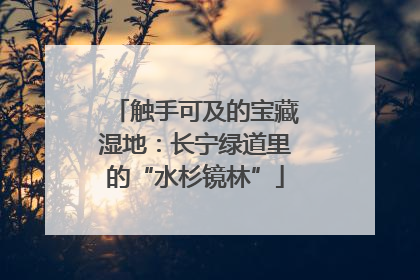 触手可及的宝藏湿地：长宁绿道里的“水杉镜林”