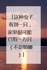 这种虫子看到一只，家里很可能已有一万只（不是蟑螂）