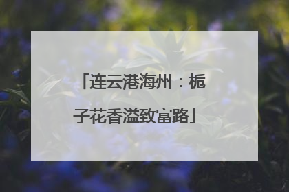 连云港海州：栀子花香溢致富路