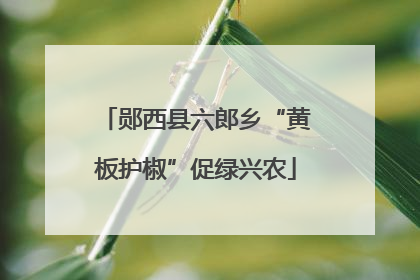 郧西县六郎乡“黄板护椒”促绿兴农