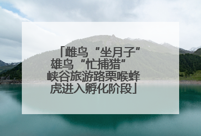 雌鸟“坐月子”雄鸟“忙捕猎” 峡谷旅游路栗喉蜂虎进入孵化阶段