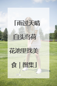 雨过天晴 白头鸟荷花池里找美食｜图集