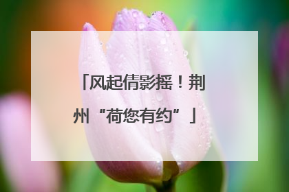 风起倩影摇！荆州“荷您有约”