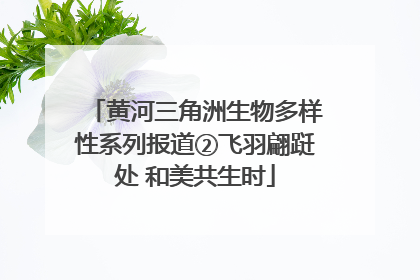 黄河三角洲生物多样性系列报道②飞羽翩跹处 和美共生时