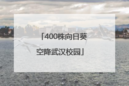 400株向日葵空降武汉校园